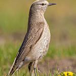 Ochre-naped Ground Tyrant / Muscisaxicola flavinucha