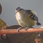 Yellow-rumped Antwren / Euchrepomis sharpei