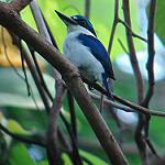 White-mantled Kingfisher / Todiramphus albonotatus