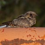 Eastern Whip-poor-will / Antrostomus vociferus