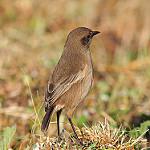 Скромная трактрака / Pinarochroa sordida