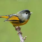 Golden-breasted Fulvetta / Lioparus chrysotis