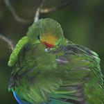 Оранжеволобый какарики / Cyanoramphus malherbi