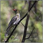 Пёстрая иволга / Oriolus sagittatus