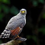 Дорожный канюк / Rupornis magnirostris