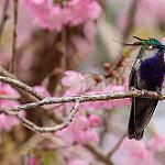 Green-crowned Plovercrest / Stephanoxis lalandi