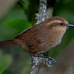Fulvous Wren / Cinnycerthia fulva