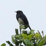 Abbott's Starling / Arizelopsar femoralis
