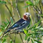 Chestnut-cheeked Starling / Agropsar philippensis