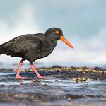 Австралийский кулик-сорока / Haematopus fuliginosus