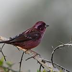 Пятнистокрылая чечевица / Carpodacus rodopeplus