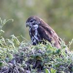 Горный канюк / Buteo oreophilus