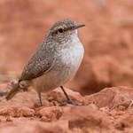 Rock Wren / Salpinctes obsoletus