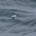 South Georgia Diving Petrel / Pelecanoides georgicus