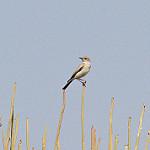 Пепельная трактрака / Emarginata schlegelii