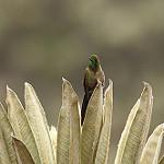 Бронзовохвостый радужник / Chalcostigma heteropogon