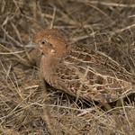 Little Buttonquail / Turnix velox