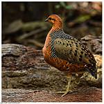 Chestnut-headed Partridge / Arborophila cambodiana