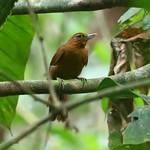 Peruvian Recurvebill / Syndactyla ucayalae