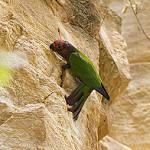 Rose-fronted Parakeet / Pyrrhura roseifrons