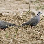 Streptopelia xanthocycla