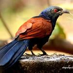 Greater Coucal / Centropus sinensis