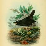 Магелланов тапакуло / Scytalopus magellanicus