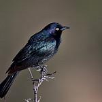 Пастбищный трупиал / Euphagus cyanocephalus