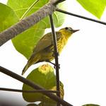 White-lored Oriole / Oriolus albiloris