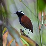 Black-bellied Gnateater / Conopophaga melanogaster
