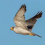 Серый сокол / Falco hypoleucos