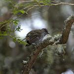 Omao / Myadestes obscurus