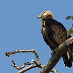 Pallas's Fish Eagle / Haliaeetus leucoryphus