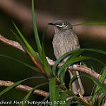 Eungella Honeyeater / Bolemoreus hindwoodi