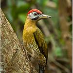 Laced Woodpecker / Picus vittatus