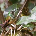 Violet-throated Starfrontlet / Coeligena violifer