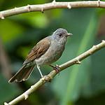 Бледногрудый дрозд / Turdus leucomelas