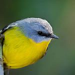 Eastern Yellow Robin / Eopsaltria australis