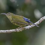 Purple-naped Spiderhunter / Kurochkinegramma hypogrammicum