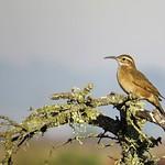 Scale-throated Earthcreeper / Upucerthia dumetaria
