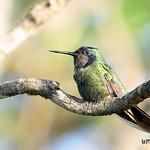 Hooded Visorbearer / Augastes lumachella