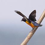 Рыжебрюхая эуфония / Euphonia rufiventris