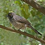 Scaly Babbler / Turdoides squamulata