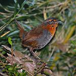 Зарянковый тюрко / Scelorchilus rubecula