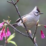 Тайваньская юхина / Yuhina brunneiceps