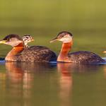 фото