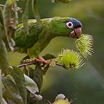 Синелобая аратинга / Thectocercus acuticaudatus