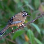 Сойковая кустарница / Ianthocincla cineracea