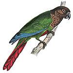 Bonaparte's Parakeet / Pyrrhura lucianii
