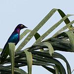 Copper-tailed Starling / Hylopsar cupreocauda